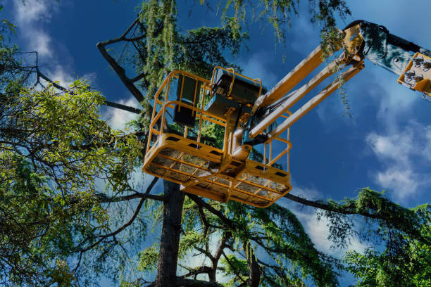 Best Arborist Consultation Services  in Sun Village, CA